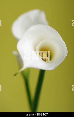 Zantedeschia (zantedeschia), fleurs blanches Banque D'Images