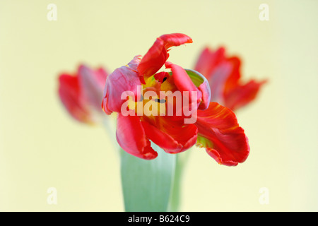 Tulip (Tulipa), Parrot Tulip, fleur rouge Banque D'Images