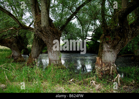 Gray les saules (Salix cinerea), Othenstorf, Mecklembourg-Poméranie-Occidentale, Allemagne, Europe Banque D'Images