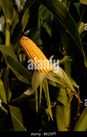 Maïs doux (Zea mays var. rugosa) sur l'usine, Riedwihr, Alsace, France, Europe Banque D'Images