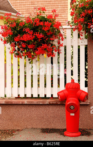 D'INCENDIE rouge en face de rouge des géraniums (Pelargonium zonale), Riedwihr, Alsace, France, Europe Banque D'Images