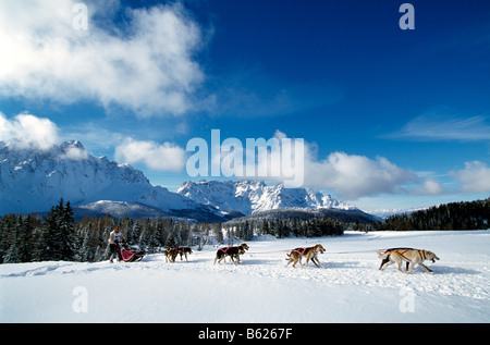 Tour de traîneau de chien le long d'une voie alpine, Sexten, Alpe Nemes, Bolzano-Bozen, Dolomites, Italie, Europe Banque D'Images