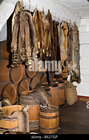 Fox et d'autres fourrures animales castor dans la baie d'Hudson, lieu historique national du Fort Langley Canada Banque D'Images