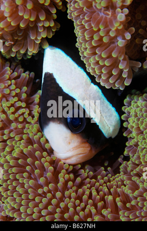 Poisson clown de Clark ou limande poissons clowns (Amphiprion clarkii), dans un tapis de Merten (Stichodactyla mertensii Anémone de mer), S Banque D'Images