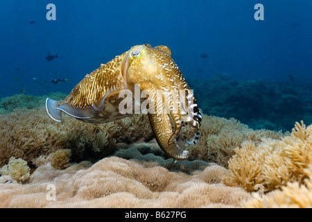 La seiche commune (Sepia officinalis) dans un récif de corail, l'île de Selayar, côte ouest, au sud de Sulawesi, Indonésie, mer de Java, Indien Banque D'Images