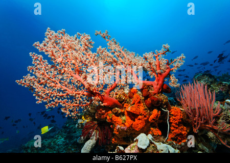 Coral reef avec les coraux mous (Octocoralliaires), Sea-giclées (Ascidiae), Éponges (Polyfera), multi-couleur Noire crinoïde, Sea Lily Banque D'Images