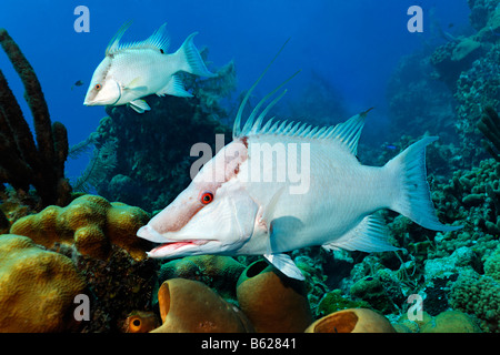 Deux Cochons (Lachnolaimus maximus), par le côté, au-dessus d'une éponge en face d'un récif de corail, Half Moon Caye, Lighthouse Reef, Tu Banque D'Images