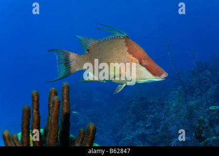 Cochons (Lachnolaimus maximus), par le côté, en face d'un récif de corail, Half Moon Caye, Lighthouse Reef, Turneffe Atoll, Belize Banque D'Images