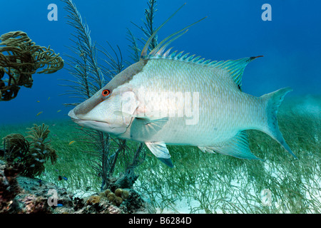 Cochons (Lachnolaimus maximus), par le côté, au-dessus d'une prairie d'algues, Half Moon Caye, Lighthouse Reef, Turneffe Atoll, Beli Banque D'Images