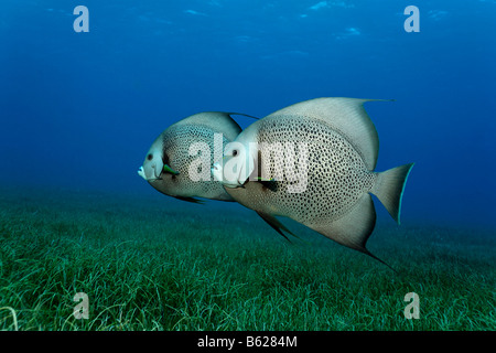 Gray angelfish (Pomacantus arcuatus) par le côté, la natation au-dessus d'une prairie d'algues, Half Moon Caye, Lighthouse Reef, Turneffe Banque D'Images