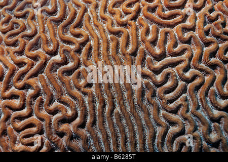 Détail d'un bloc de rocher de corail cerveau (Colpophyllia natans) avec longue dans les polypes, Turneffe Atoll, Belize, Central Am Banque D'Images