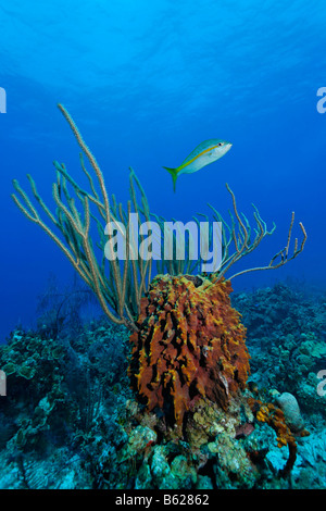 Caraïbes éponge Xestospongia muta (fourreau) avec de grandes Plexaurella nutans coral et un vivaneau à queue jaune (Ocyurus chrysurus), i Banque D'Images