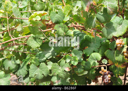 Israël basse Galilée Tabor Winery Gewurztraminer raisins sur une vigne Août 2008 Banque D'Images