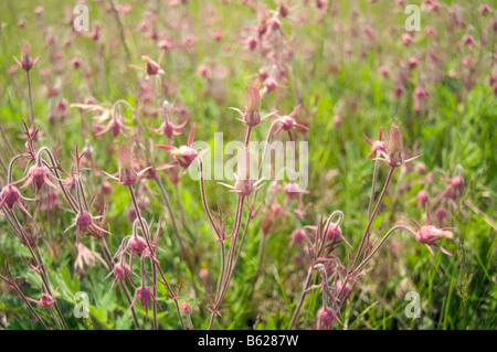 Grappe de fumée des Prairies Geum triflorum fleurir Sauk County Wisconsin Banque D'Images