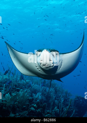 Spotted Eagle Ray (Aetobatus narinari) de l'avant, frontale, nage au-dessus d'un récif corallien, Hopkins, Belize, Central, Dangria Banque D'Images