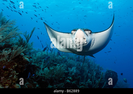 Spotted Eagle Ray (Aetobatus narinari) de l'avant, frontale, nage au-dessus d'un récif corallien, Hopkins, Belize, Central, Dangria Banque D'Images