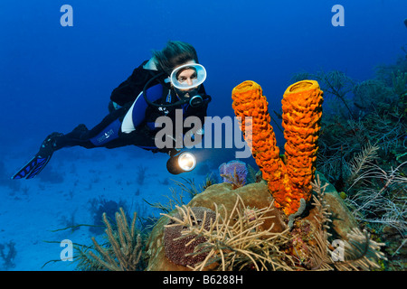 Plongeur femelle avec une lampe à la recherche à un tube jaune Aplysina fistularis (éponge) dans un récif de corail, Hopkins, Dangria, Belize, le Centr Banque D'Images