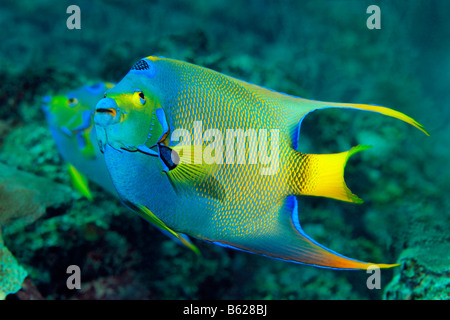 Paire de grands poissons-anges (Holacanthus ciliaris) dans un récif de corail, barrière de corail, San Pedro, Ambergris Cay Island, Belize, Central Banque D'Images