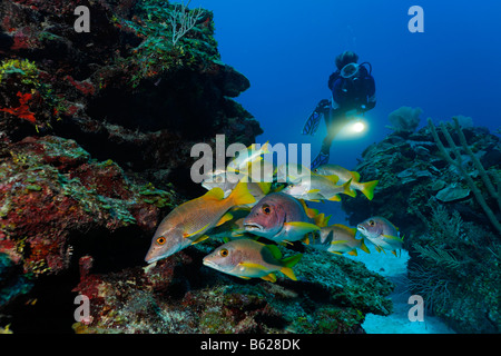 Scuber Diver avec une torche l'observation d'une école de vivaneau Dogtooth ou Maître ou Maître Snapper Lutjanus apodus (poisson) Banque D'Images