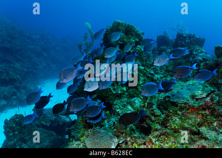 De l'école Atlantic Blue Tang Chirurgien (Acanthurus coeruleus) nager sur la barrière de corail à la recherche de nourriture, barrière de corail, Sa Banque D'Images