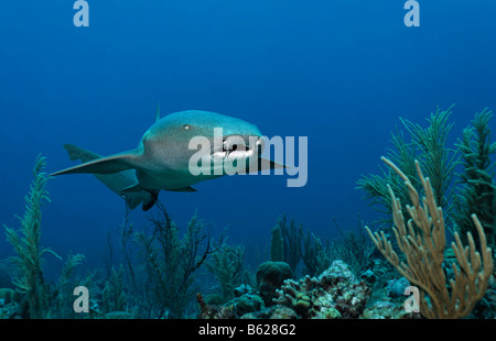 Requins nourrice Ginglymostoma cirratum) Natation (entre la barrière de corail à la recherche de proies, barrière de corail, San Pedro, Ambergris Cay Banque D'Images