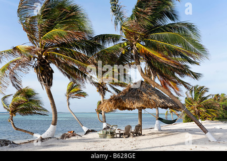 Plage avec des palmiers, Appartements, Turneffe Atoll Turneffe, Belize, Amérique Centrale, Caraïbes Banque D'Images