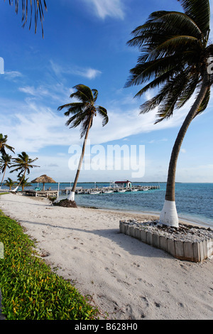 Plage avec des palmiers et une jetée, Appartements, Turneffe Atoll Turneffe, Belize, Amérique Centrale, Caraïbes Banque D'Images