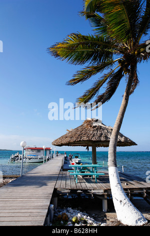 Palmier avec une jetée, Appartements, Turneffe Atoll Turneffe, Belize, Amérique Centrale, Caraïbes Banque D'Images