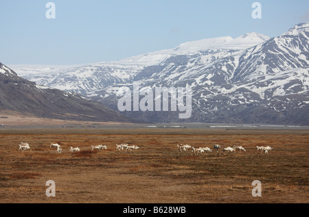 L'élevage du renne, de l'Est de l'Islande, fjord Hornafjordur Banque D'Images