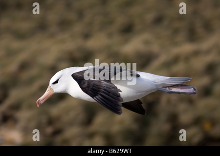 Flying Black-Browed Albatross (Diomedea melanophris), Nouvelle Île, Îles Falkland Banque D'Images