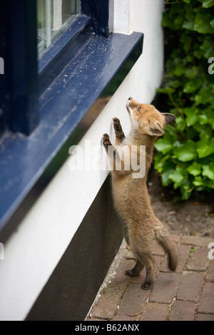 Pays-bas Noord Holland Graveland Young red fox qui a perdu sa mère Vulpes vulpes Banque D'Images
