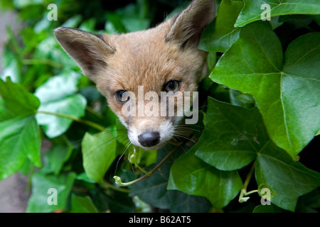 Pays-bas Noord Holland Graveland jeune renard roux Vulpes vulpes Banque D'Images