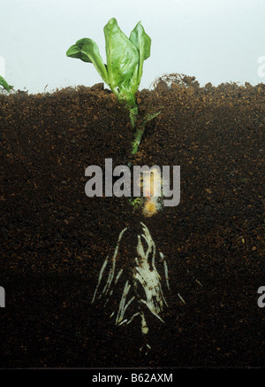 Vicia faba Bean plant semis montrant émergentes de développement des racines et de la tige de verre dans un réservoir recto verso Banque D'Images