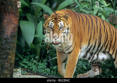 Tigre de Sumatra (Panthera tigris sumatrae) walking in jungle Banque D'Images