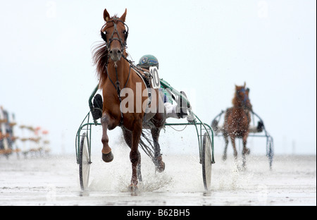 Crea-trends Wattrennen au trot, coureur, courses de Trot Duhnen, 2008 la seule course de chevaux dans le monde au fond de la mer, Cuxhaven, Banque D'Images