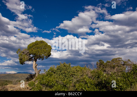 Arbre généalogique de Juniper et ciel, Parc National Black Canyon of the Gunnison, Colorado. Banque D'Images