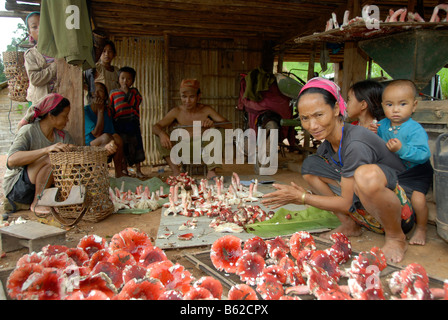 Les femmes de la tribu Akha offrant des champignons frais au concessionnaire, province de Phongsali, Laos, Asie du sud-est Banque D'Images