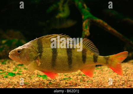 European la perche (Perca fluviatilis) dans un aquarium dans le Mueritzeum, le plus grand aquarium pour poissons d'eau douce indigènes, la guerre Banque D'Images