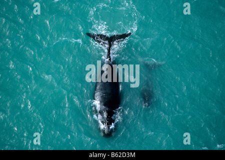 Baleine franche australe (Balaena glacialis australis, Eubalaena australis), mère et son petit, vue aérienne. Banque D'Images