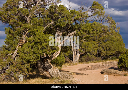 Genévrier, Parc National Black Canyon of the Gunnison, Colorado. Banque D'Images