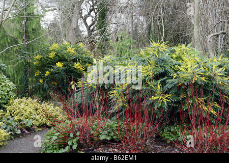 MAHONIA X MEDIA LIONEL FORTESCUE CULTIVARS SUR LE CÔTÉ GAUCHE DE L'AGA, BUCKLAND À DROITE DANS LE JARDIN D'HIVER À RHS ROSEMOOR Banque D'Images