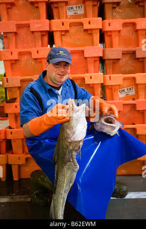 Holland Flevo Urk Poissons morue Banque D'Images