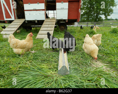 Free Range chicken se nourrissant dans un champ. Banque D'Images