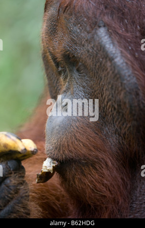 Orang-outan mâle à bride de Bornéo Pongo pygmaeus manger une banane dans Tanjung Puting NP Bornéo Banque D'Images