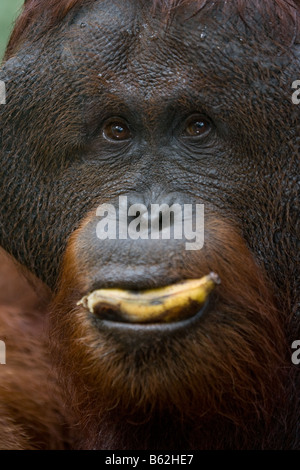 Orang-outan mâle à bride de Bornéo Pongo pygmaeus manger une banane dans Tanjung Puting NP Bornéo Banque D'Images