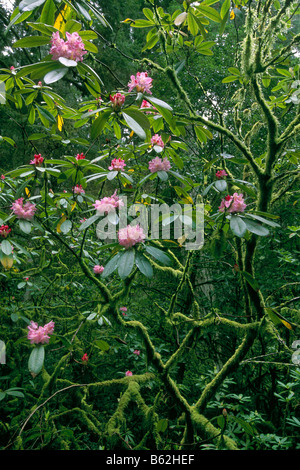 Rhododendrons en fleur Jedediah Smith State Park Comté de Del Norte en Californie Banque D'Images