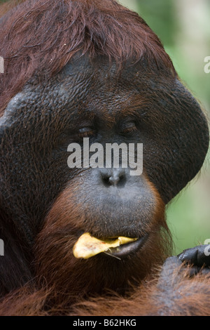 Orang-outan mâle à bride de Bornéo Pongo pygmaeus manger une banane dans Tanjung Puting NP Bornéo Banque D'Images