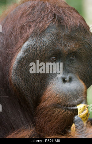 Orang-outan mâle à bride de Bornéo Pongo pygmaeus manger une banane dans Tanjung Puting NP Bornéo Banque D'Images