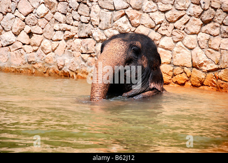 Bébé éléphant dans l'eau