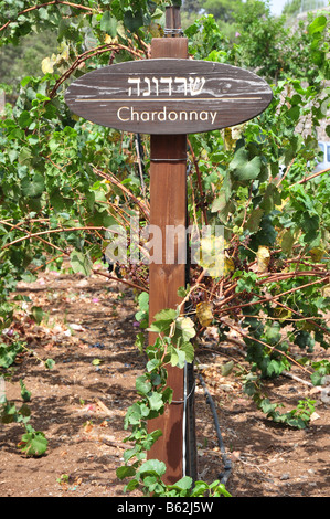 Israël basse Galilée Tabor Winery Chardonnay sur une vigne Août 2008 Banque D'Images